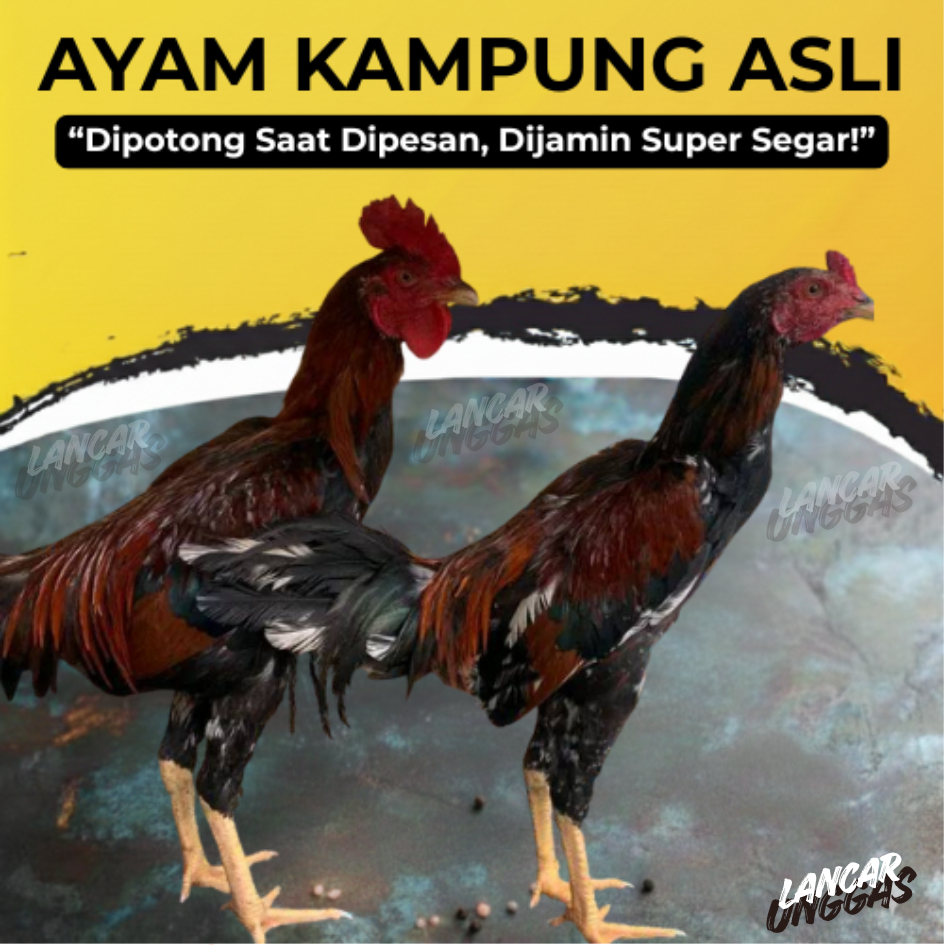 KIRIM INSTAN Ayam Kampung Potong Atau Hidup Ayam Kampung Asli Fresh No Frozen