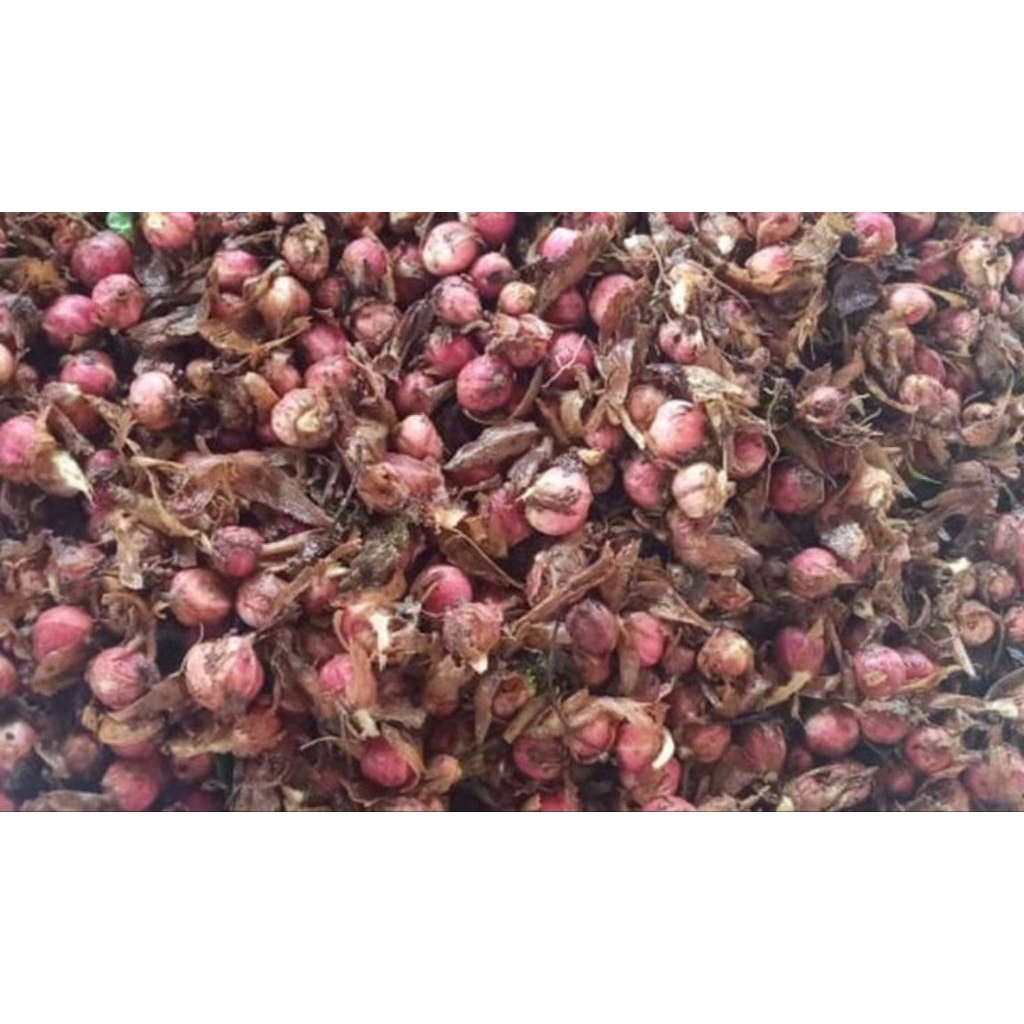 Kapulaga Hibrida | Kapulaga Jawa Basah Berat 1 Kg