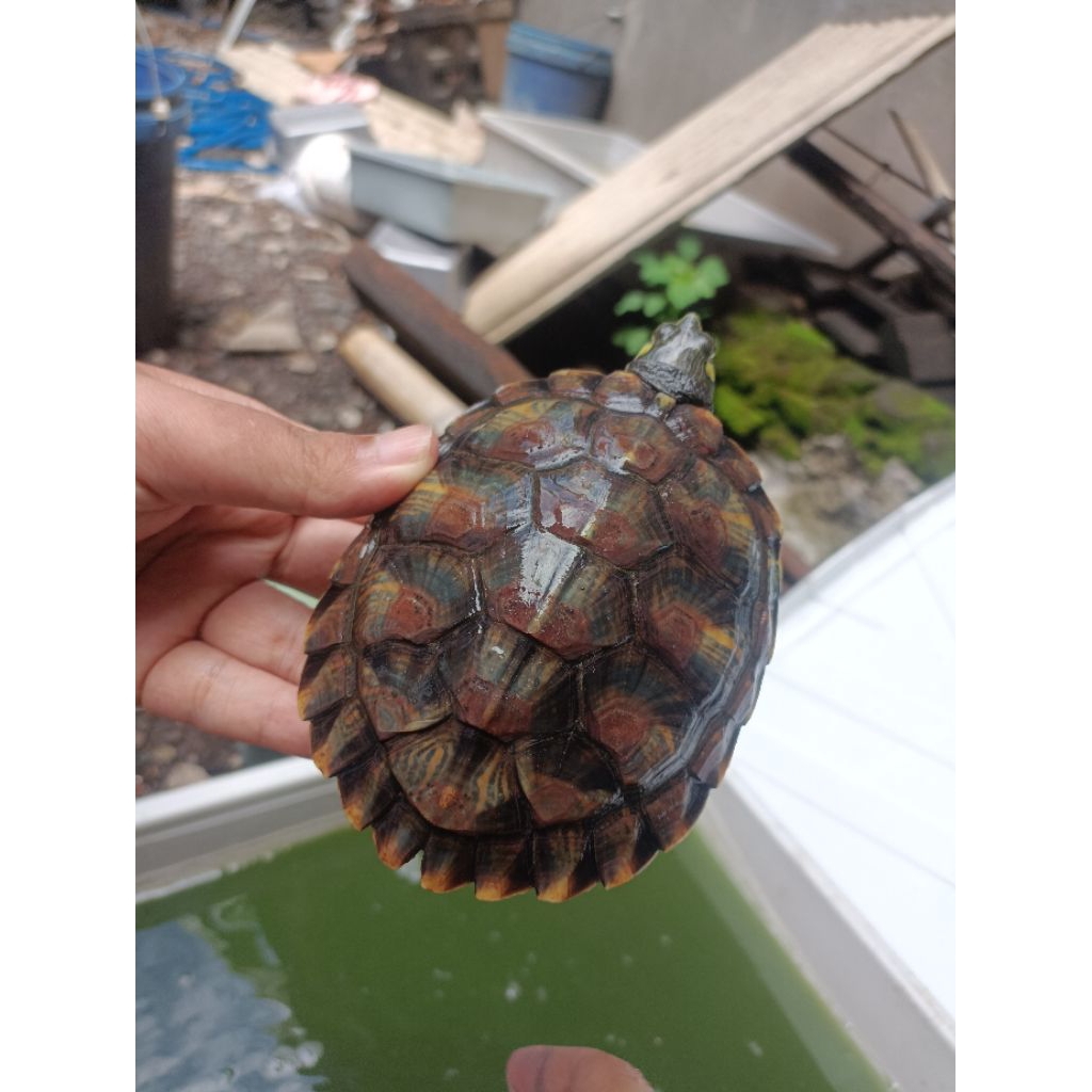 Kura Kura Brazil hybrid Yellow Belly