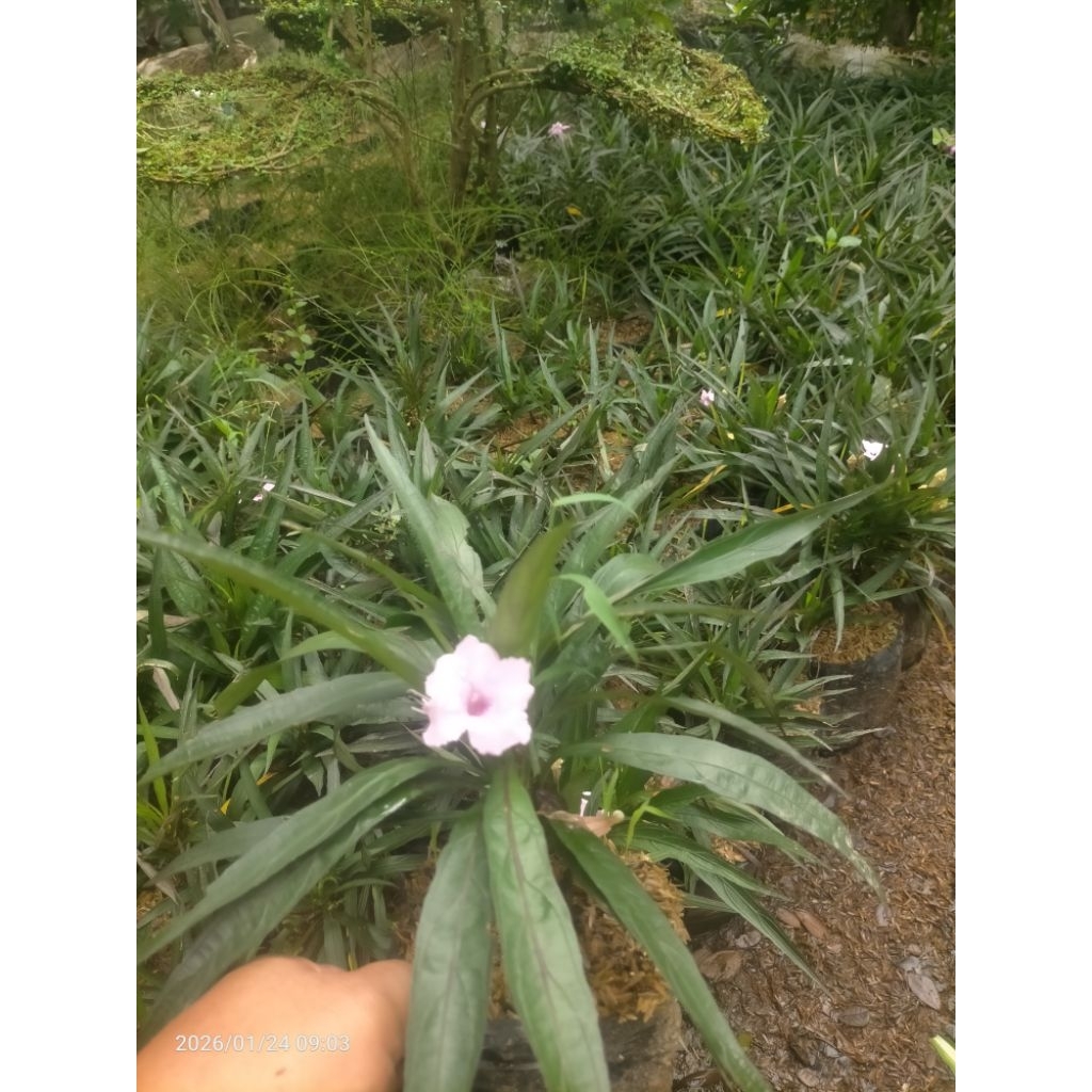 tanaman hias rawelia mini bunga ungu dan putih