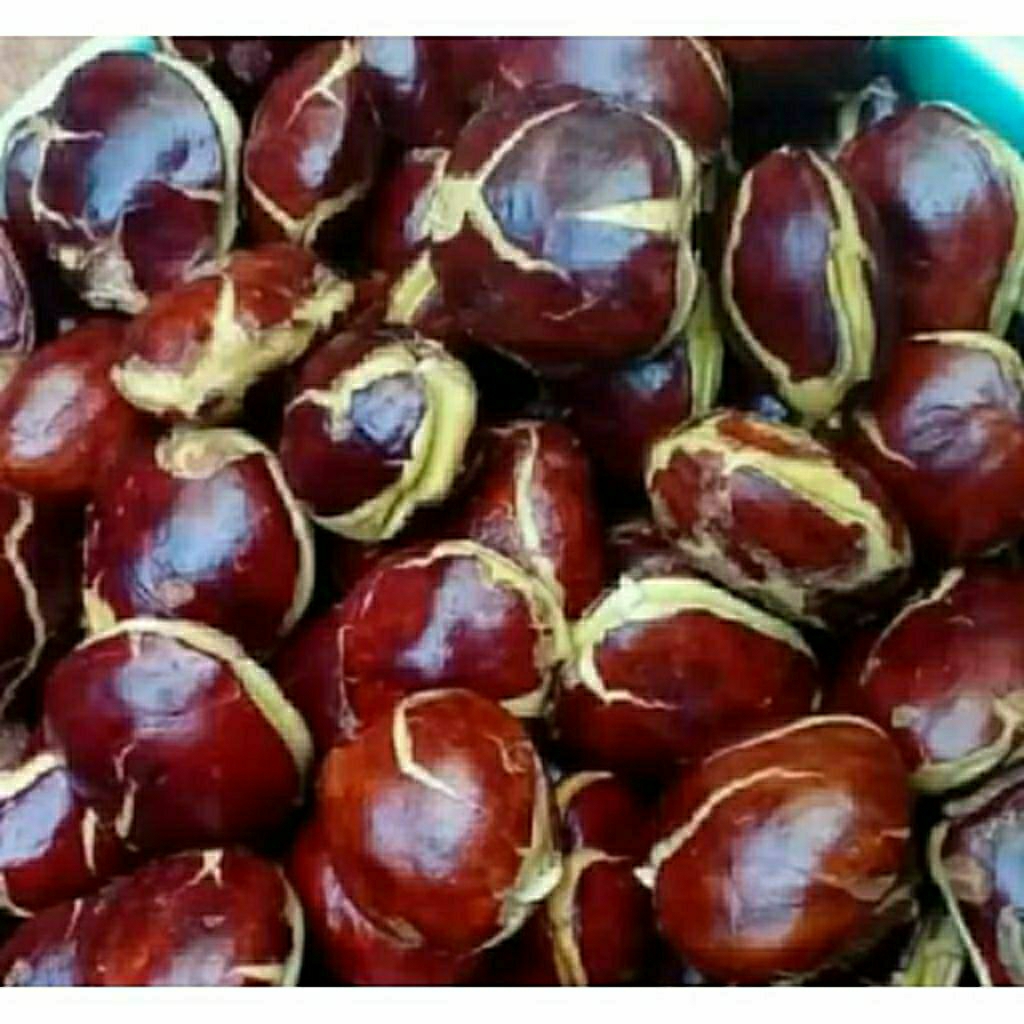 Jengkol Tua Mentah Segar 1 kg - Pulen, Berkualitas, Siap Masak