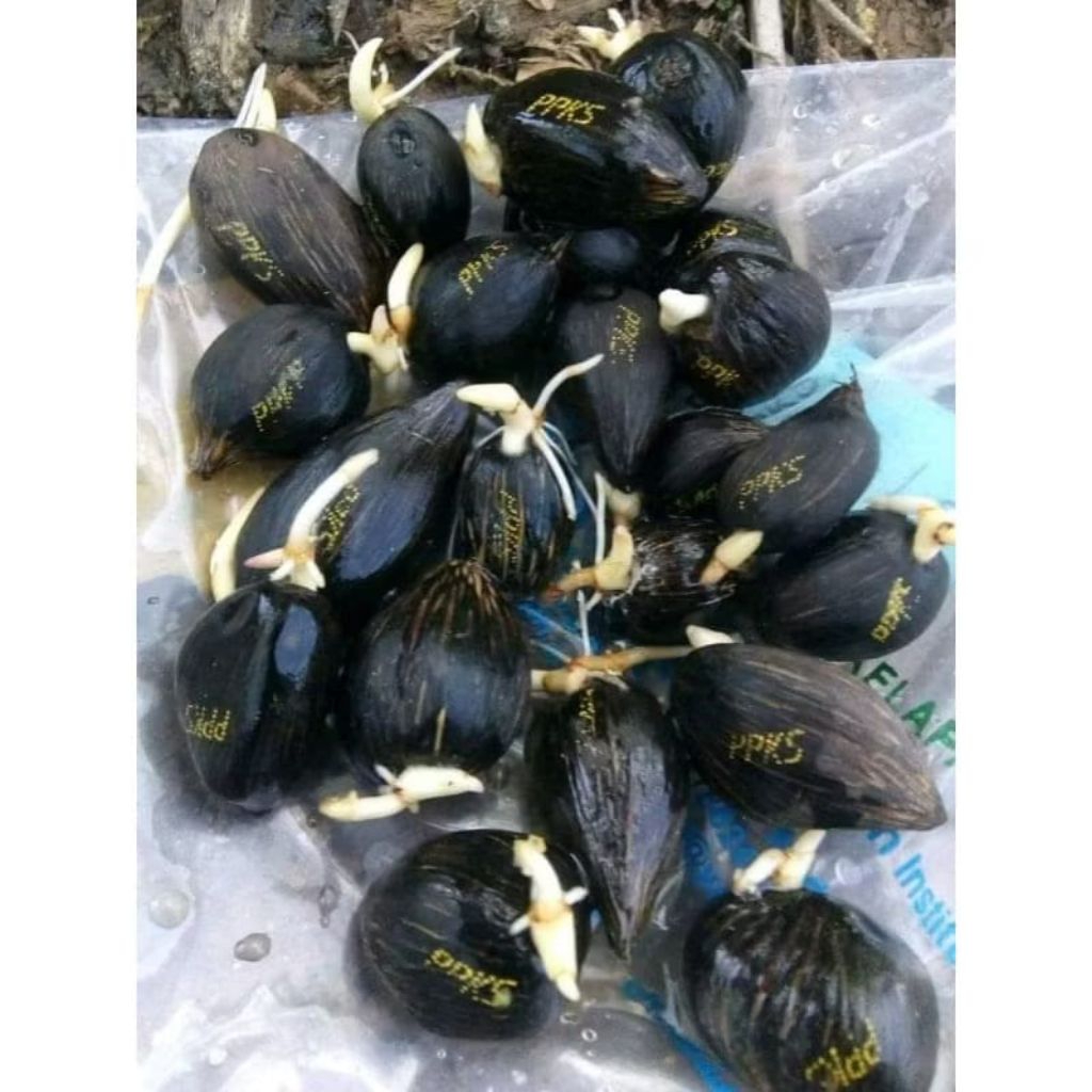 ppks medan isi 250 butir