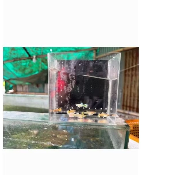 HIASAN AQUARIUM GUPPY FULL GOLD SEPASANG