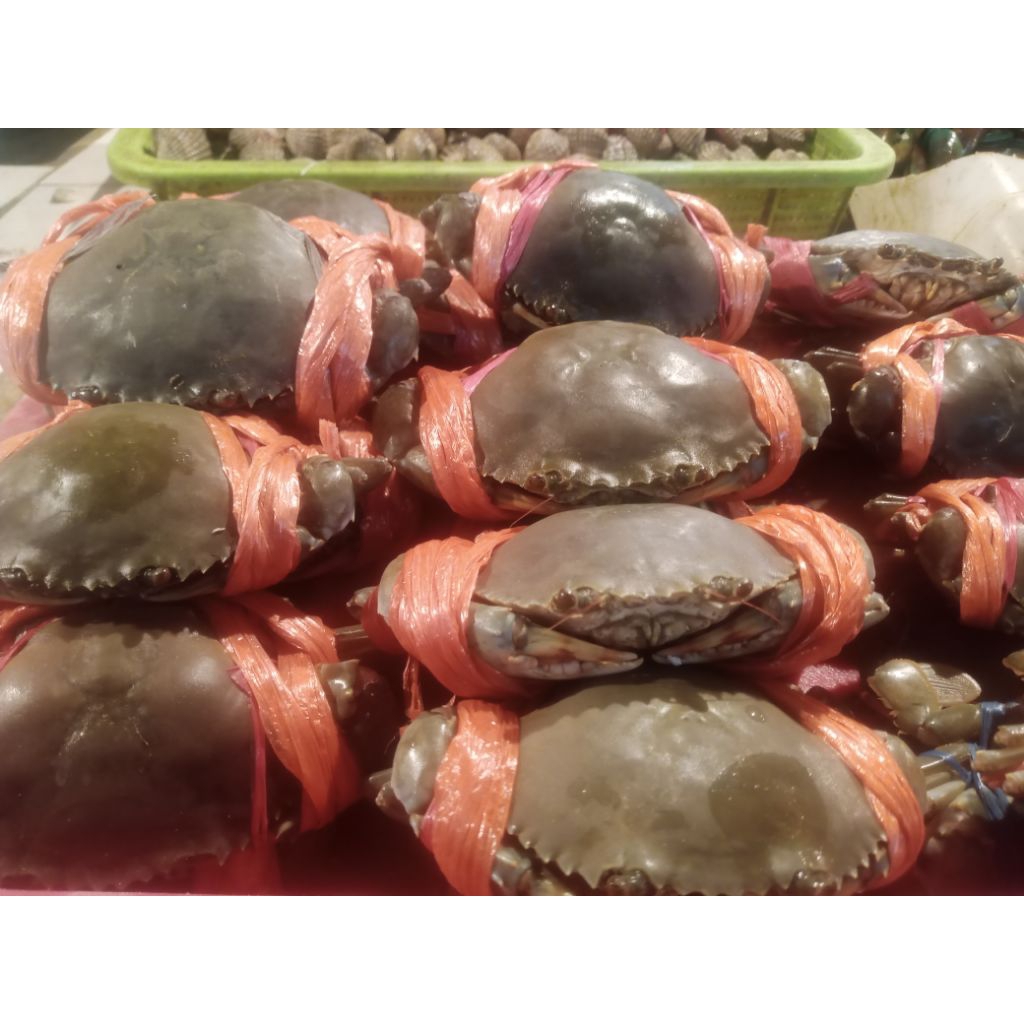 Kepiting fresh/hidup isi 2 ekor