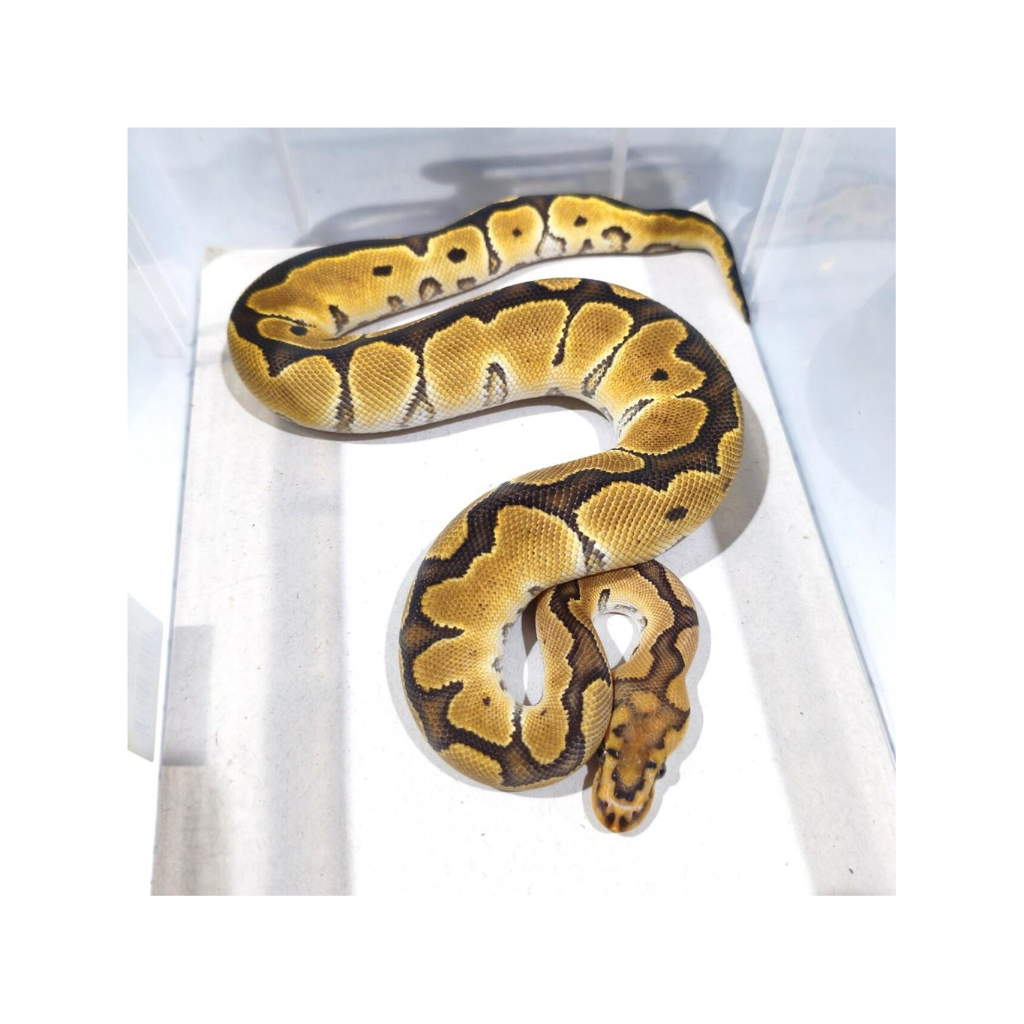 BALL PYTHON CLOWN MALE BABY UP (JUVE)