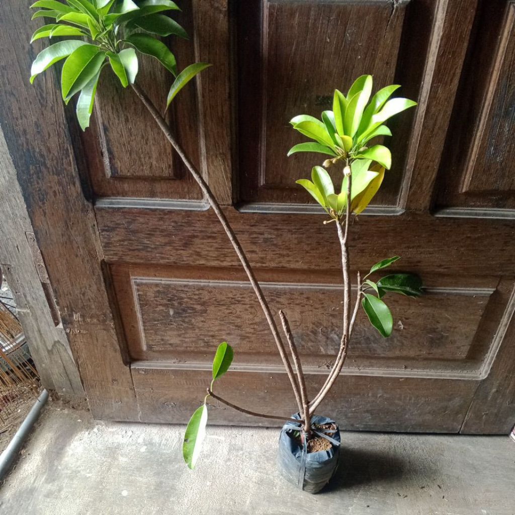 bibit sawo mentimun berbunga