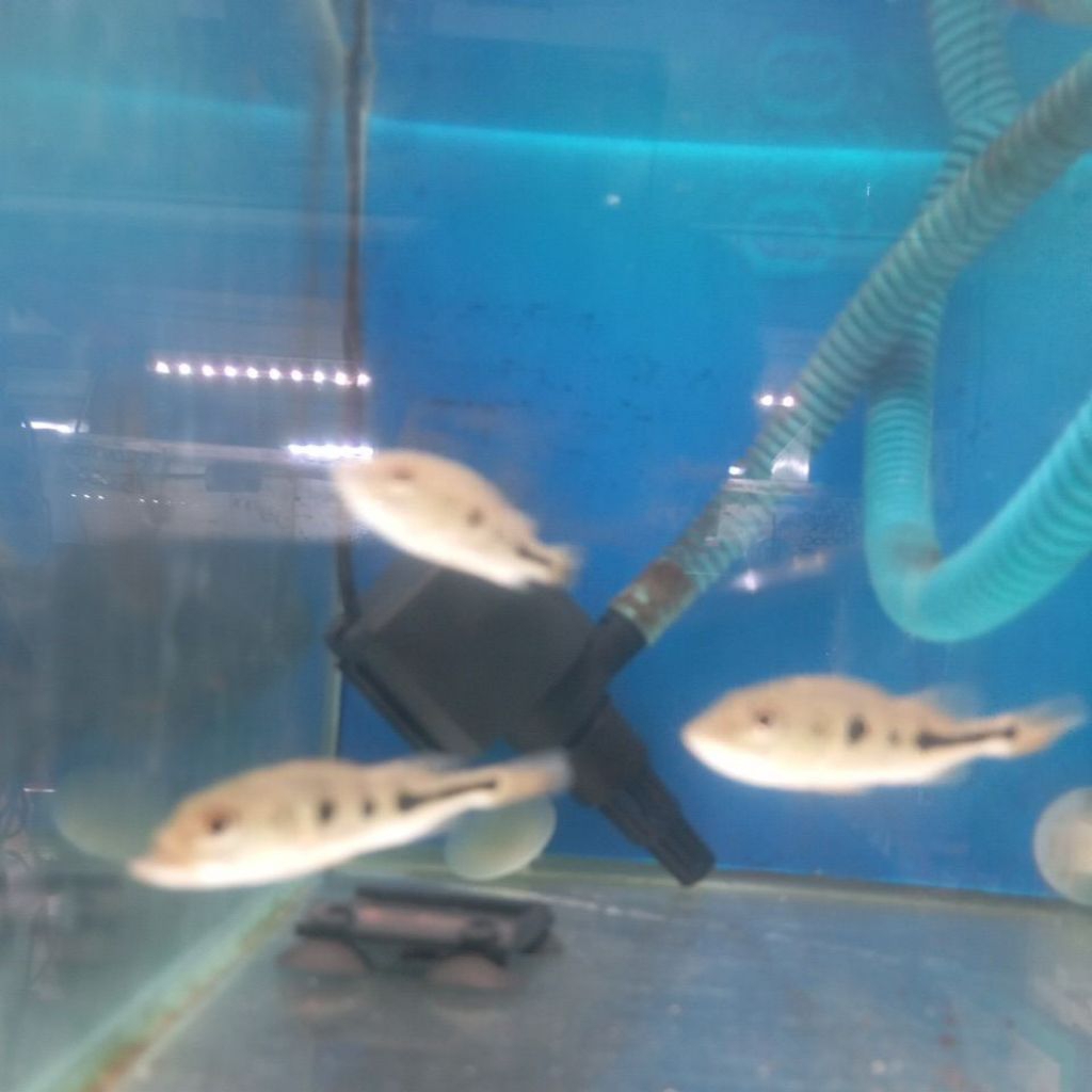 Peacock Bass Mono Predator Hias