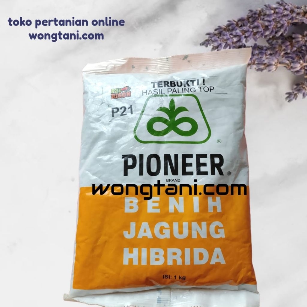 benih jagung hibrida p21 pioner bison 1kg kemasan p21 bison