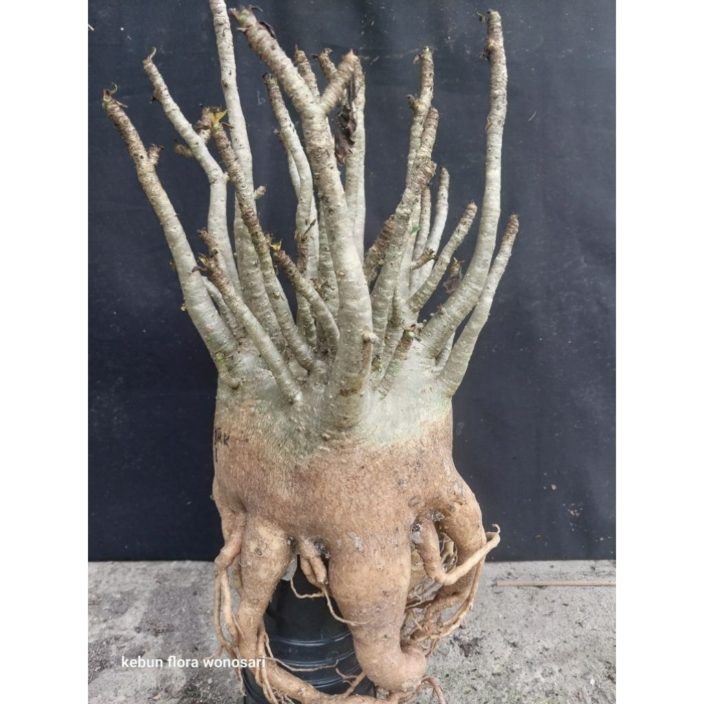 Adenium Arabicum Hibrid Godji x BMK Prokar Induk