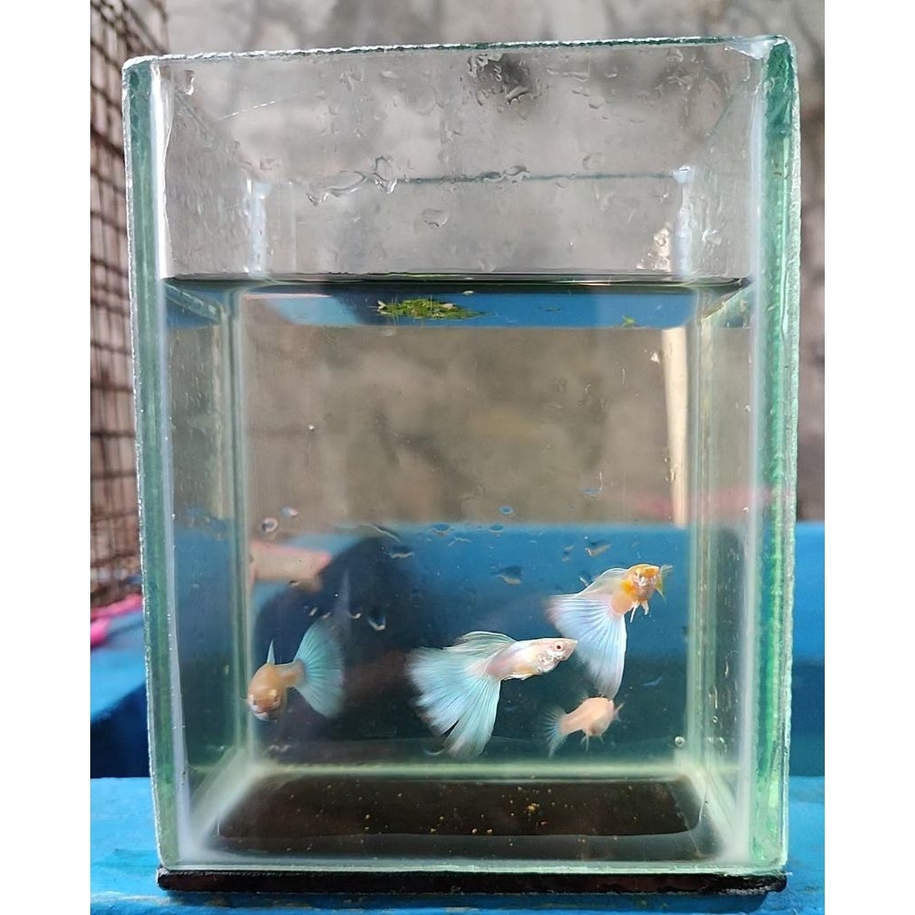 Hiasan Aquarium Guppy Albino Sky Blue
