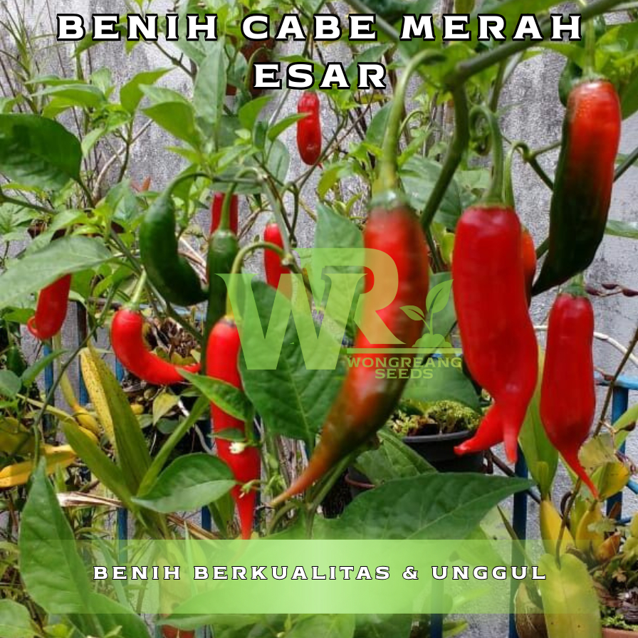 30 Biji Benih Cabe Merah Besar - Tahan Virus, Berkualitas, Tanaman Sayur