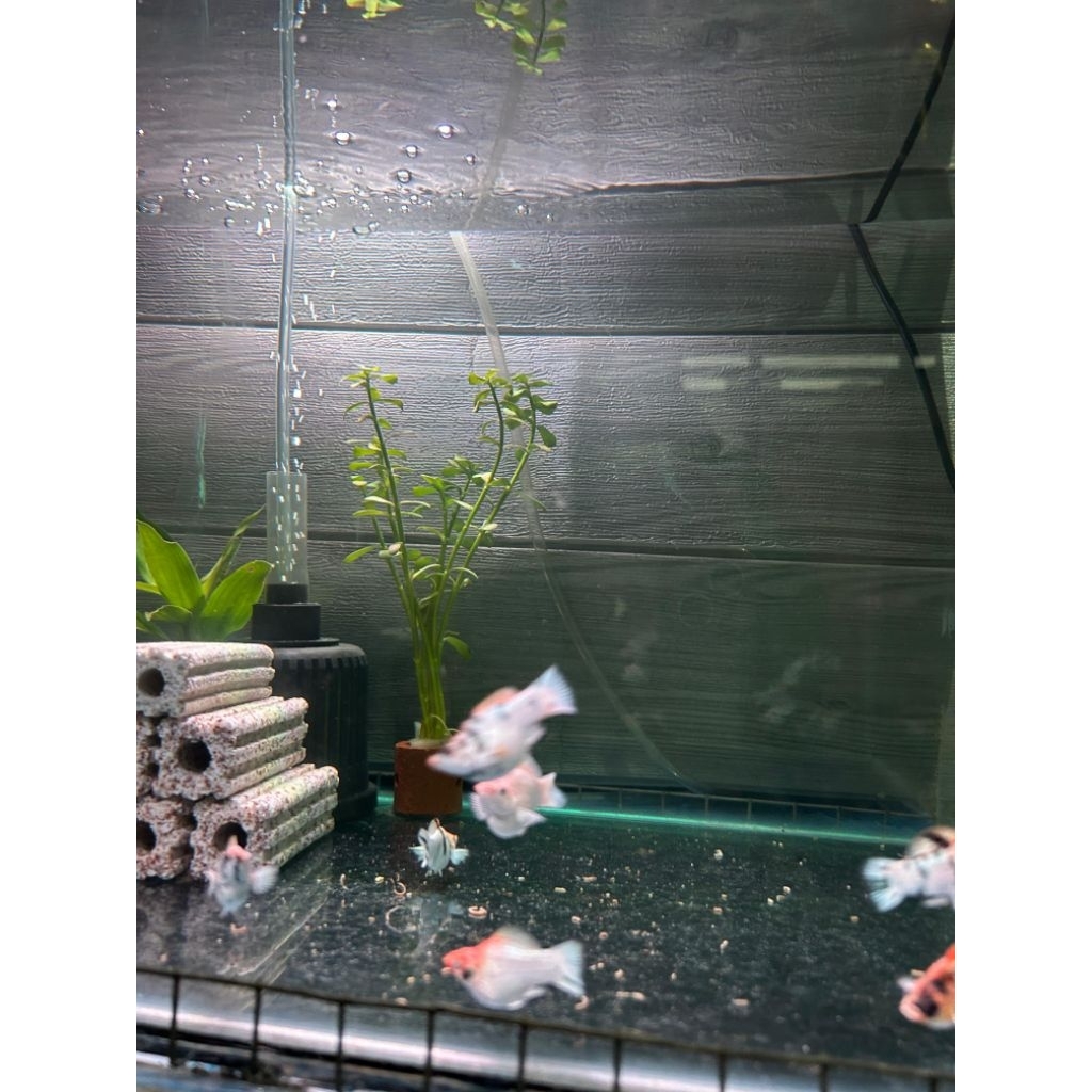 Ikan Molly Red Head Thailand