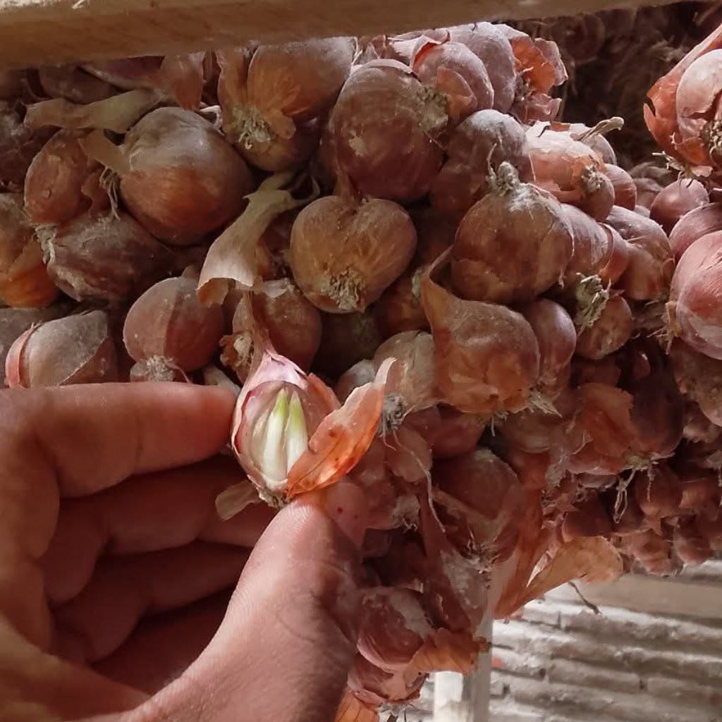 BIBIT BAWANG MERAH TAJUK (THAILAND NGANJUK) 5  SIAP TANAM