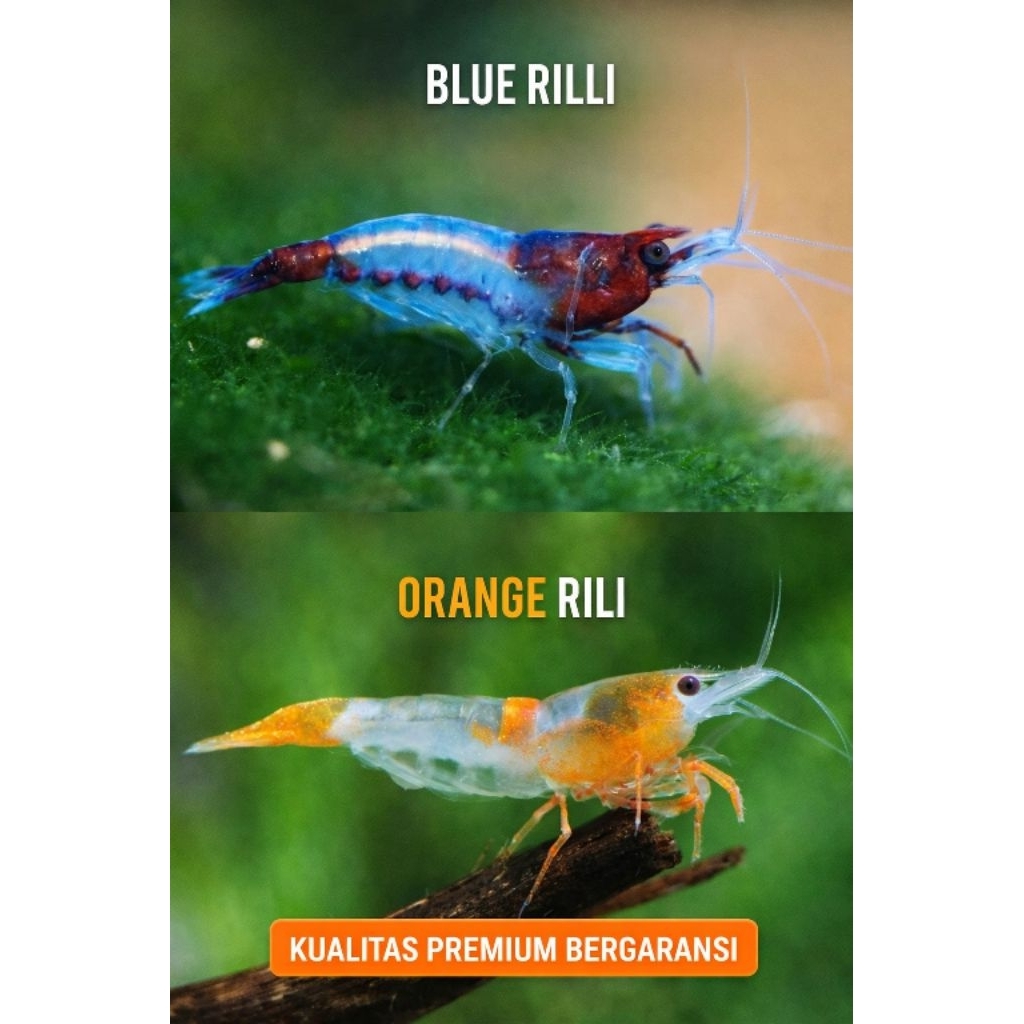 Udang Rilli Udang hias Rilli PAKET UDANG HIAS AQUARIUM AQUASCAPE - RILI SHRIMP - BLUE RILI - ORANGE 