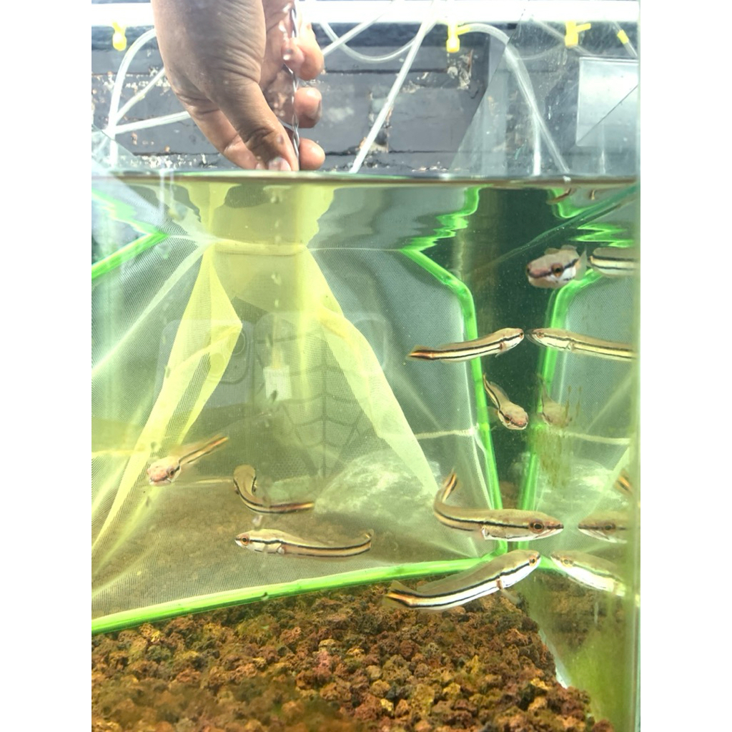 HIASAN AQUARIUM ANAKAN TOMAN SIZE M