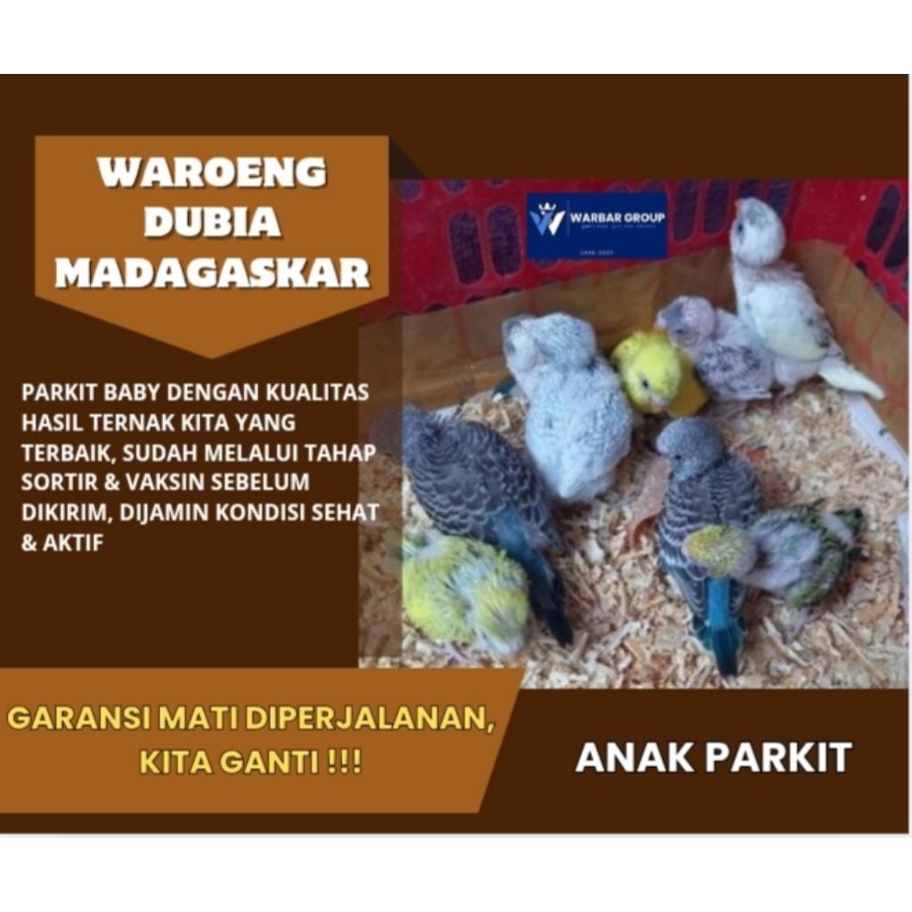 Burung parkit baby/lolohan KUALITAS GRADE A ( GARANSI )