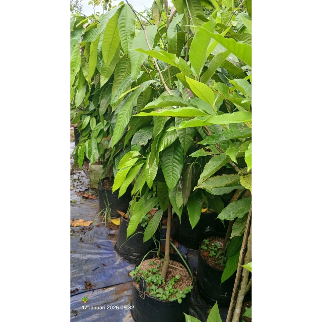 pohon buah gandaria pohon gandaria tinggi 1.5