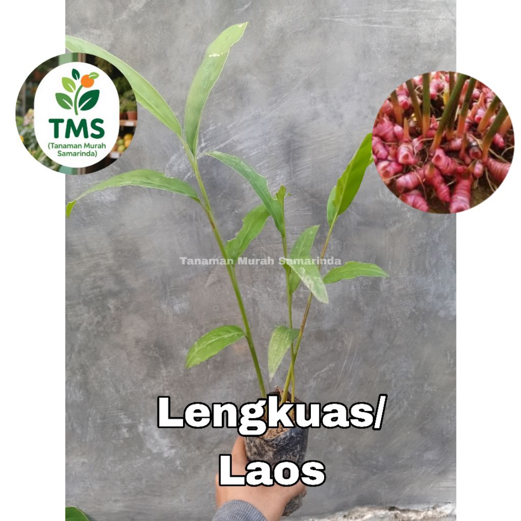 TMS~ Bibit Laos atau Lengkuas lengkuas merah lengkuas putih Berakar Bertunas bumbu masak
