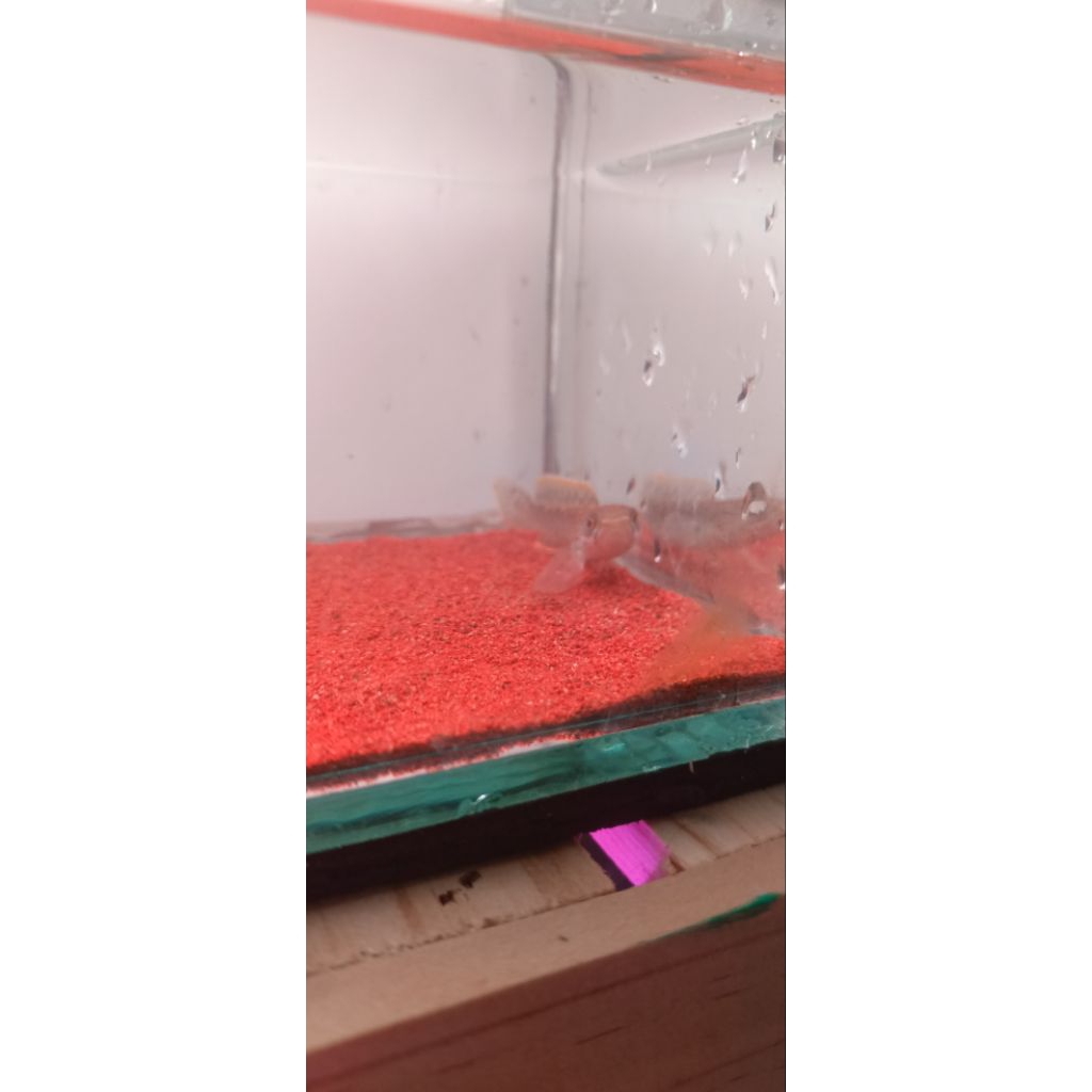 limbata slayer×granit (real pic)