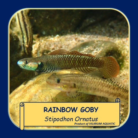 IKAN HIAS AIR TAWAR - IKAN GOBY RAINBOW STIPHODON / STIPHODON ORNATUS (ALGAEATER / IKAN PEMAKAN ALGA