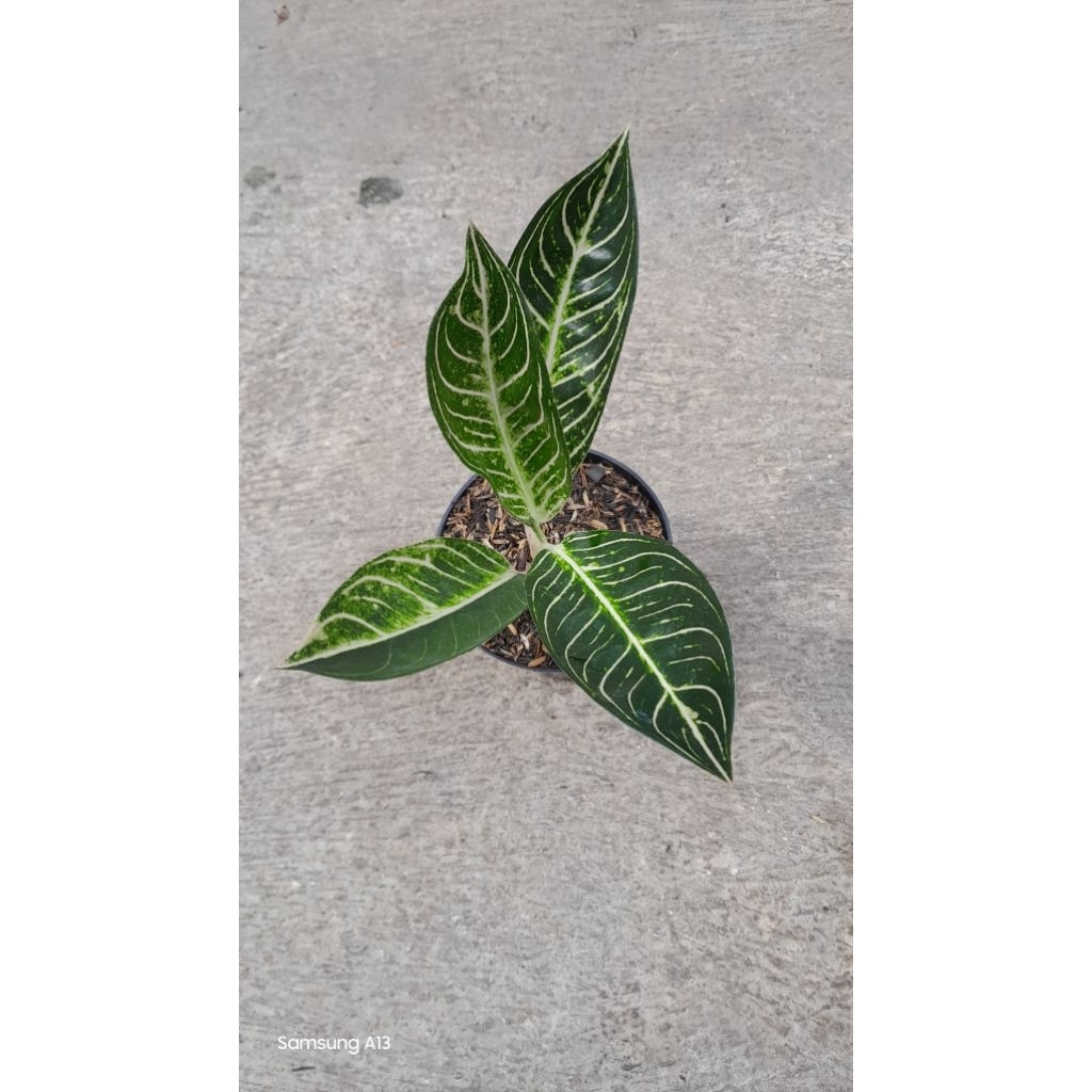 Aglonema POS White/Pride of Sumatra White (Size Remaja Daun 4+) (2)