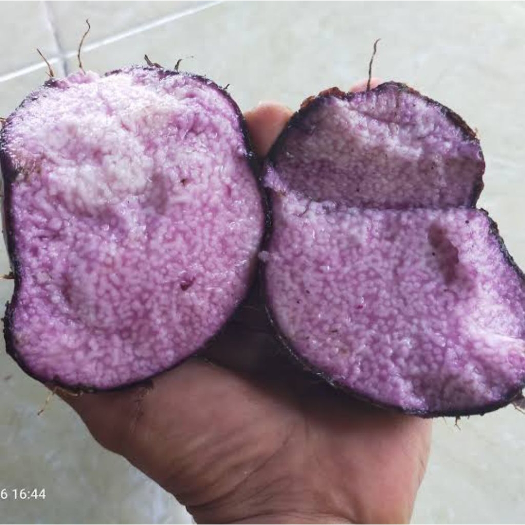 Bibit Umbi Uwi Ungu siap tanam