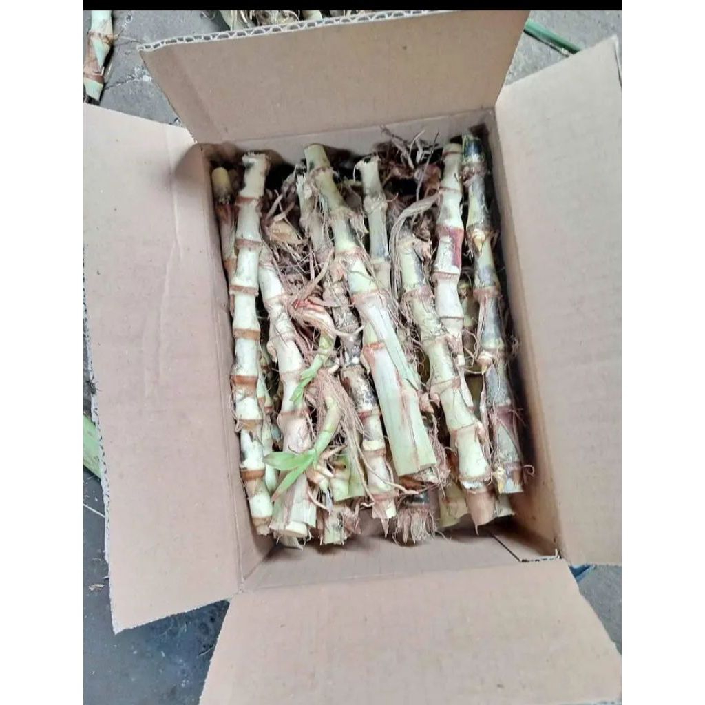15-20 stek batang bibit odot pakan kambing