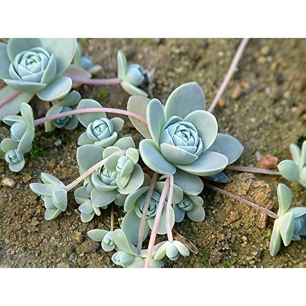 sukulen cantik unik Orostachys iwarenge, kaktus, outdor plants