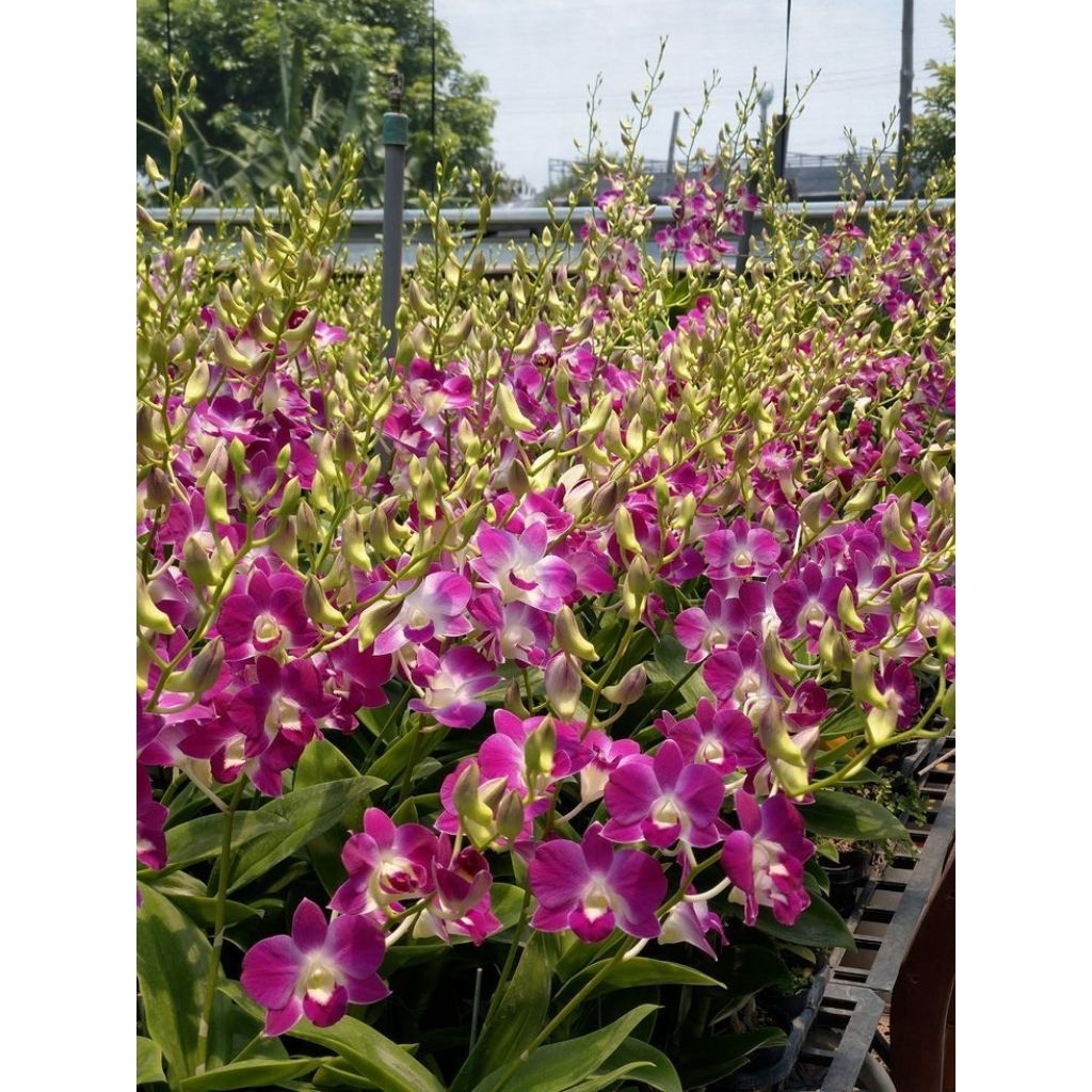 Anggrek Dendro Bunga Anggrek