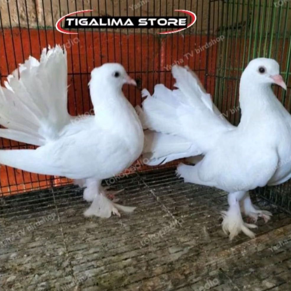 BURUNG MERPATI KIPAS SEPASANG