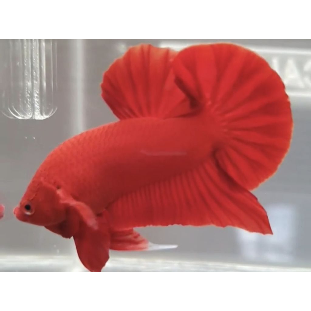 Hiasan Aquarium Cupang Plakat Super Red Top Grade