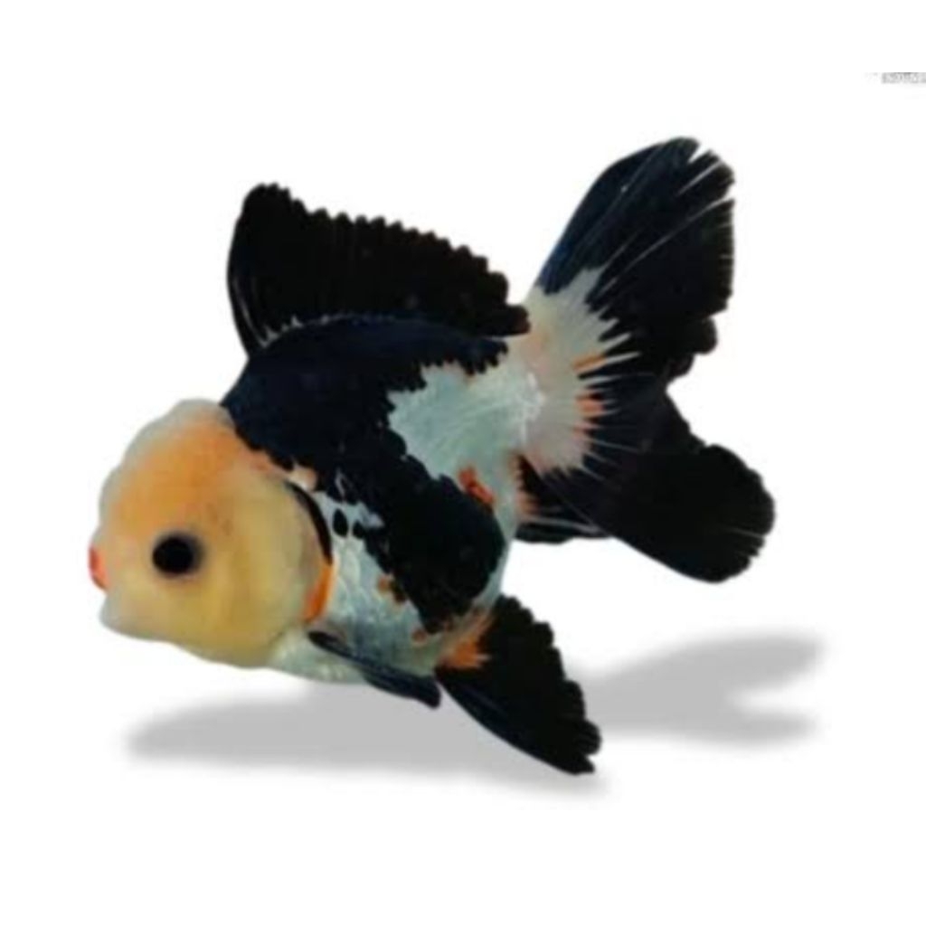 Ready Ikan koki panda , ikan hias air tawar.