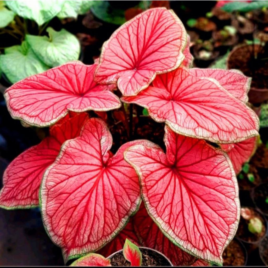 (NEW) Keladi red jaguar daun ganda-warna merah merona-daun tebal