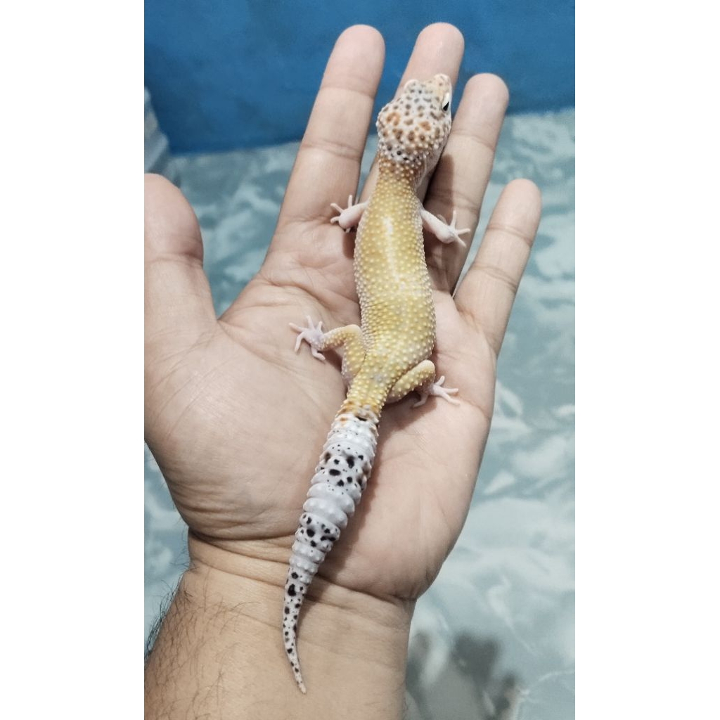 Mainan Leopard Gecko Macksnow Eclipse F (ADS009)