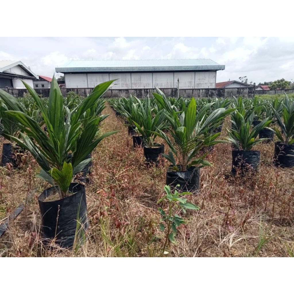 Rp.65.000/batang bibit sawit unggul sriwijaya dan semiklon bersertifikat 8 bulan