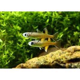 Ornamental Pseudomugil Signifer (Male only)