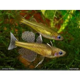 Pseudomugil Gertrudae