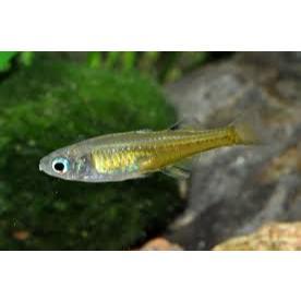 Ornamental Pseudomugil Signifer (Female)