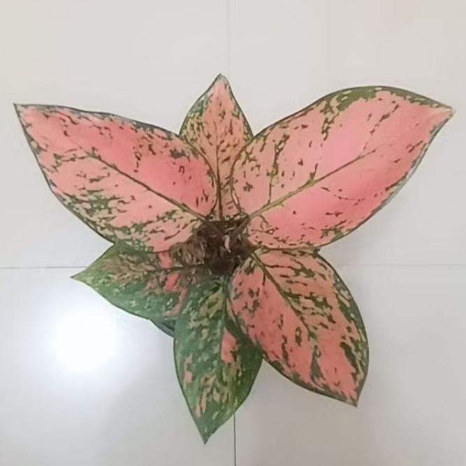 bunga aglonema lady valentine dewasa/anjamani/ruby pink dll