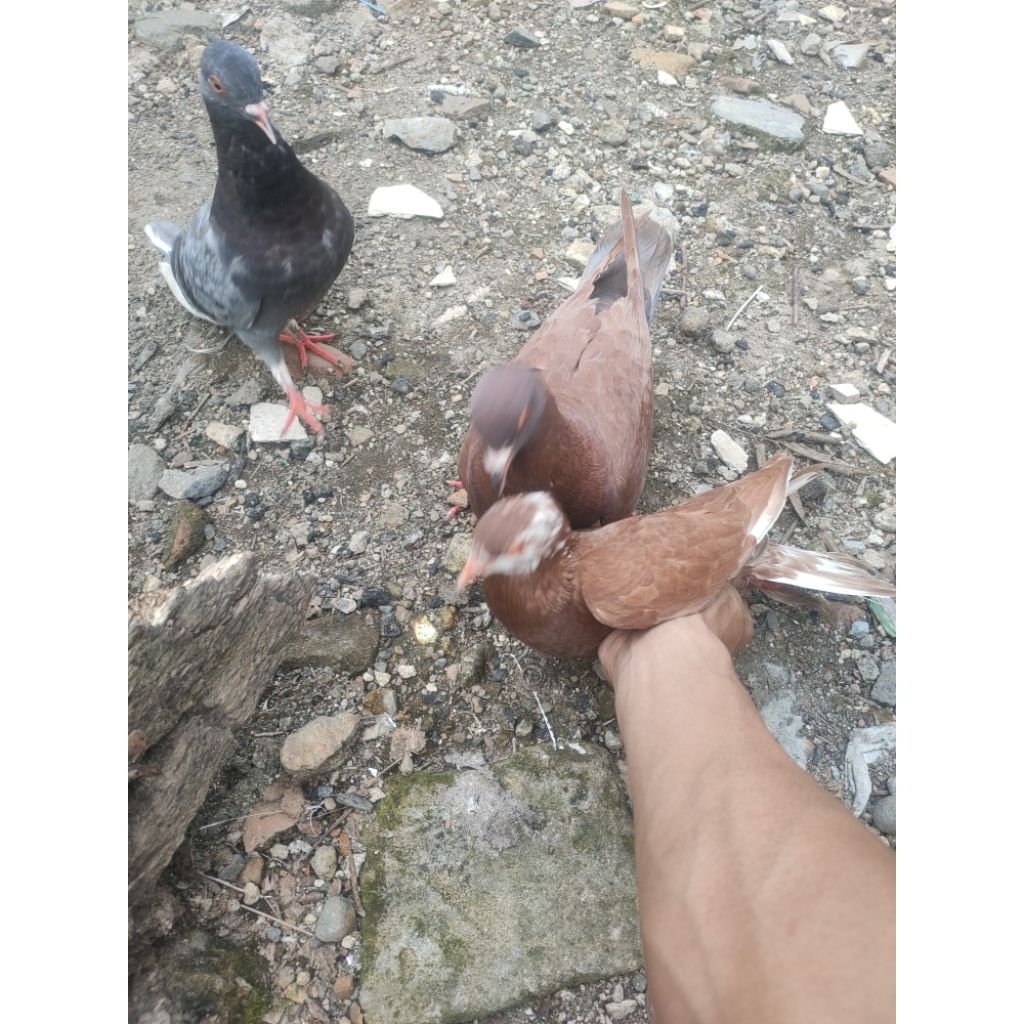 Burung dara / merpati giring paketan + Besek