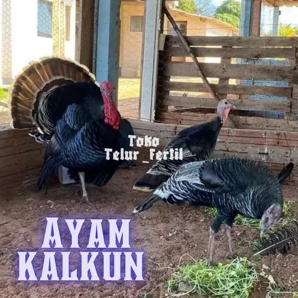 TELUR AYAM KALKUN JUMBO