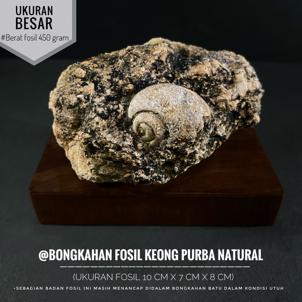 Fosil Keong Purba Natural B72 atau Fossil Snail atau Fosil Gastropoda atau Fosil Kerang atau Fosil K