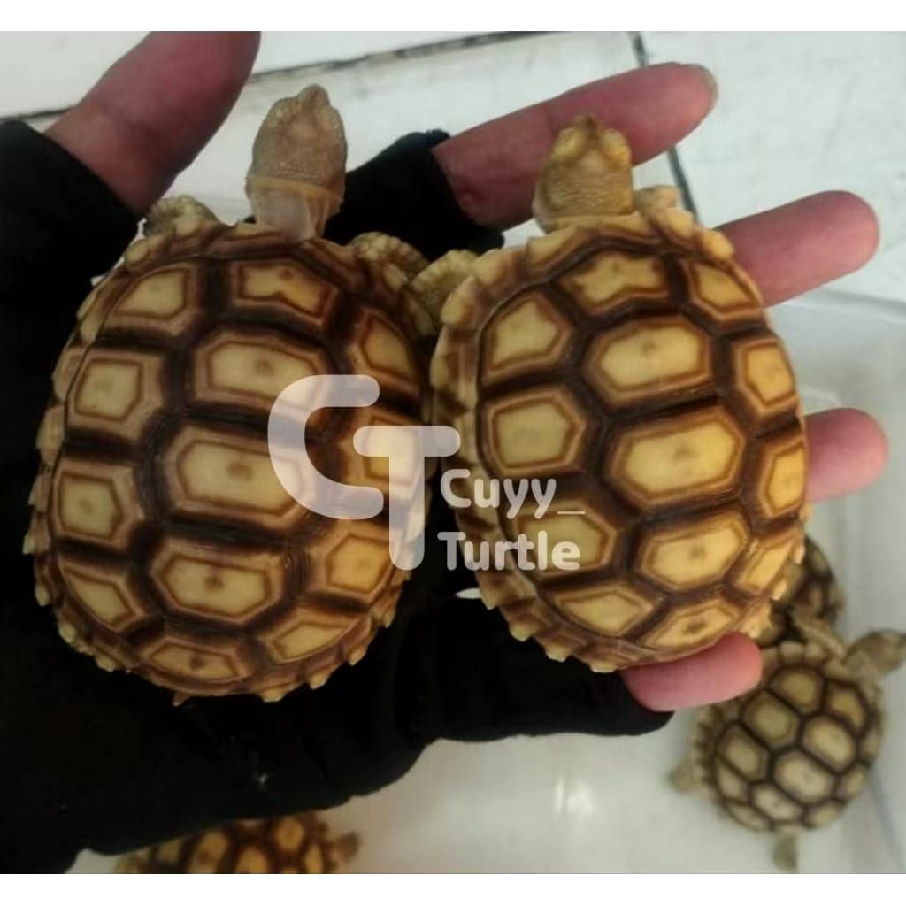 Sulcata Baby Up | Sulcata 7-8cm