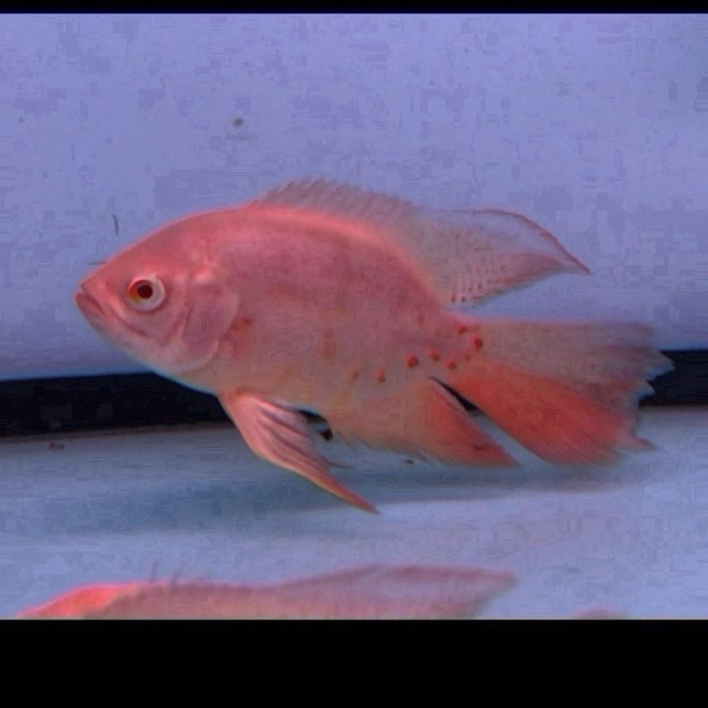 Oscar Tiger Albino Slayer 12cm