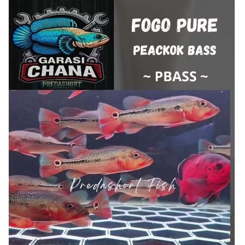 pbass fogo pure 7-8cm premium kualitas bergaransi