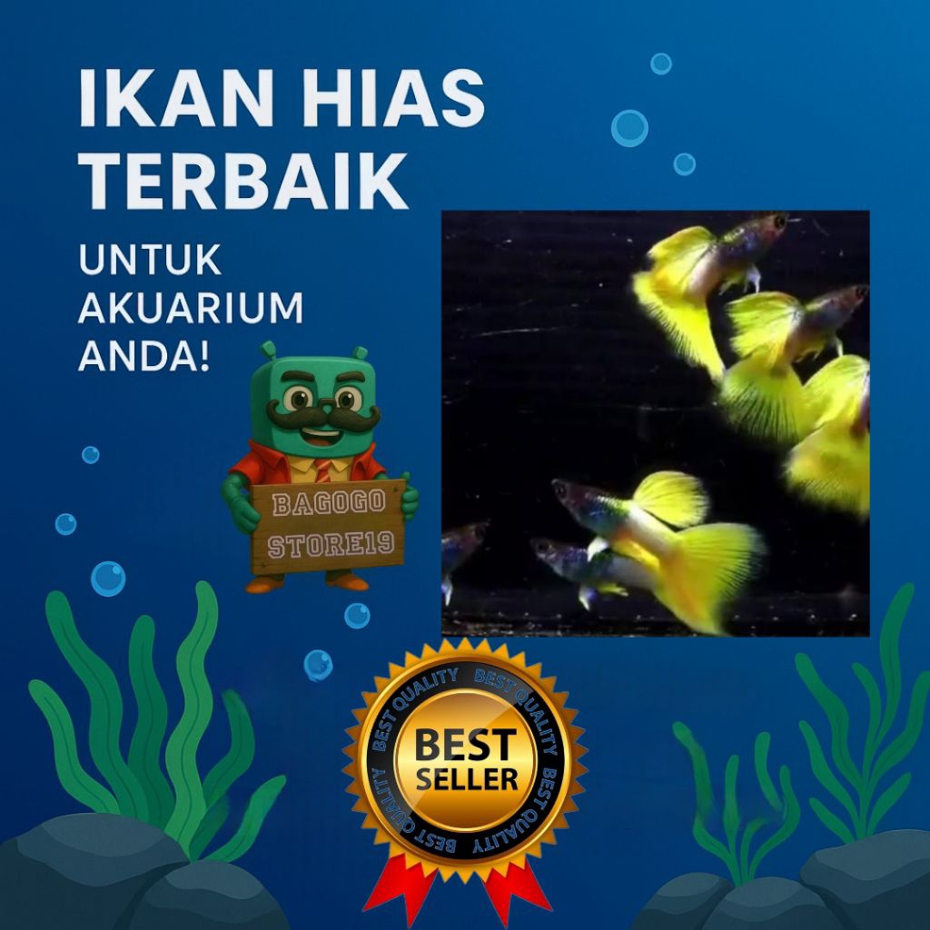 ikan guppy yellow pingu ribon dan non ribon
