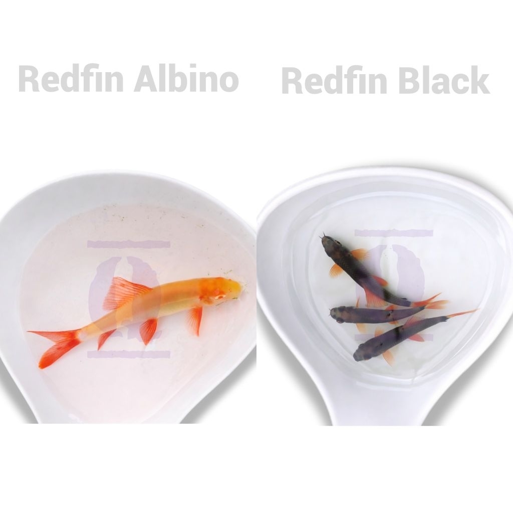 redfin albino/redfin black hiasan/dekorasi aquarium aquascape