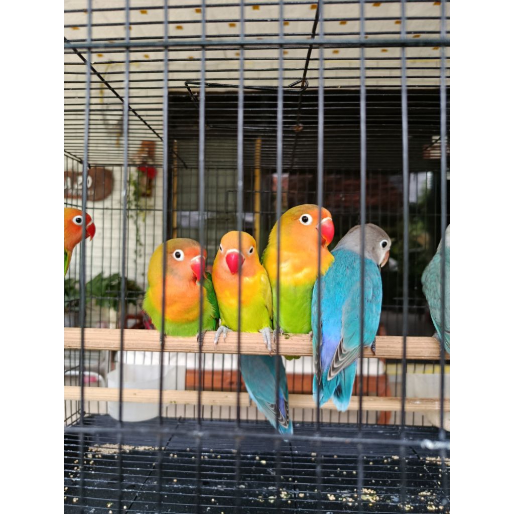 Lovebird Paud