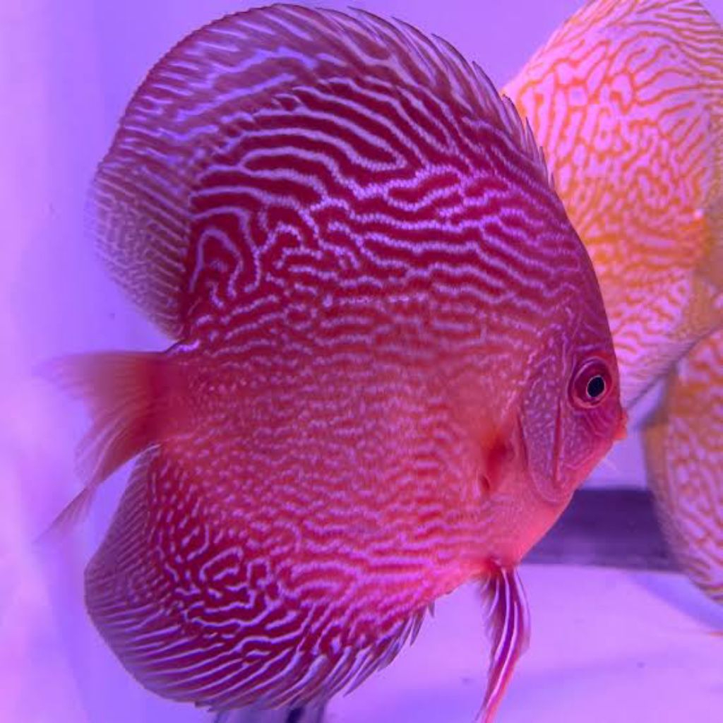 discus purple mozaik hiasan elegan