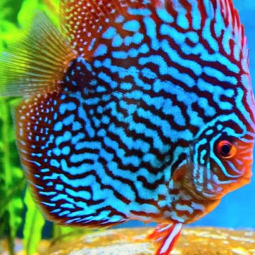 discus blue turquoise hiasan elegan